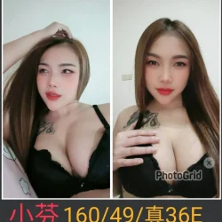 南投定點茶 小芬